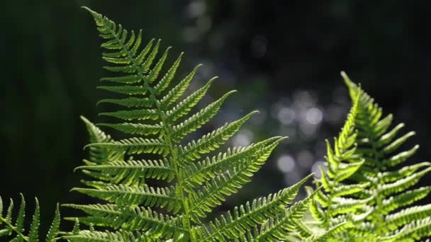 depositphotos_387405928-stock-video-bright-green-fern-leaves-lit.jpg (29 KB)